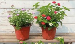 国风伙伴最新爆料视频大全,揭秘视频大全背后的精彩瞬间