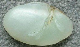 新疆玉石爆料视频最新版,揭秘珍稀宝石的神秘面纱